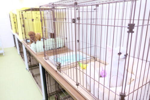 小動物・猫は建物別でお預かり|常滑のペットホテルジャンボ